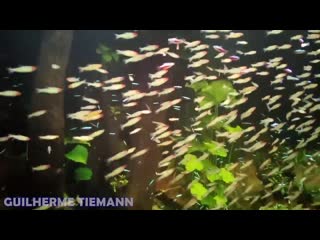 School of 1000 rummy nose tetras 1450 gallon