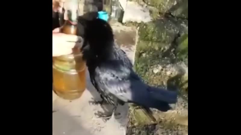 Плановой ворон