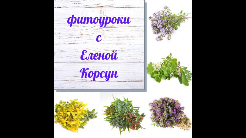 Цетрария фитоуроки с корсун еленой