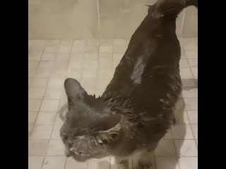 Балдёж (vhs video)