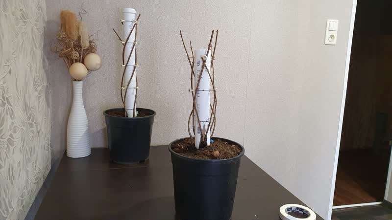 Как вырастить побеги метельчатой гортензии в форме тройной косички