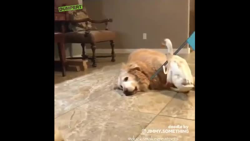 Аннексия молодые