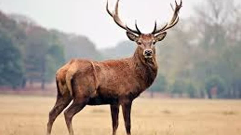 Песня про оленя (tegs мд рсп ожп аленизм разведенка с прицепом оленизм алени)