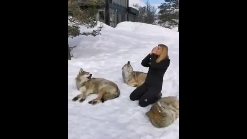 Девушка и волки