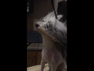 Dog&cat service chinese crested 11/03/2017