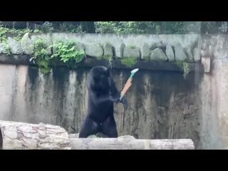 Bear with nunchucks skills