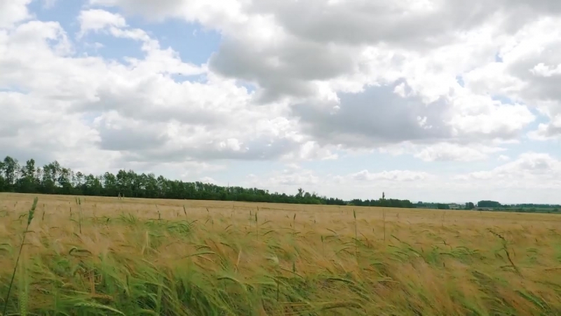Айнур каюмов жәйге яңгырым