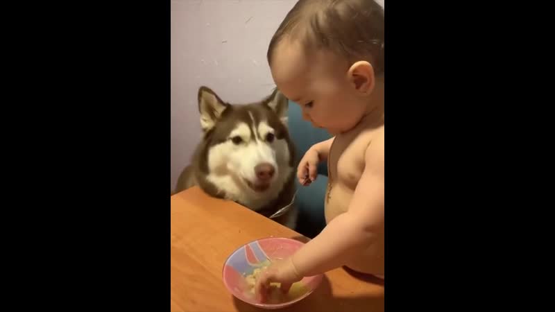 Кушай шарик, кушай!