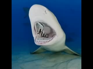 Ocean life 20200629 215108 0