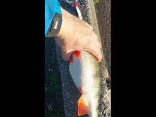 Крупный окунь