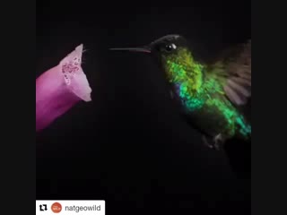 A hummingbird in costa rica