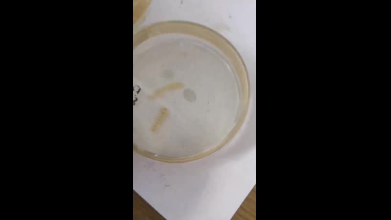 Обзор гошена по макро препарат