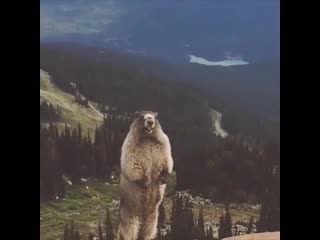 Суслик орет, сурок кричит, визжит | орные видосики 480p