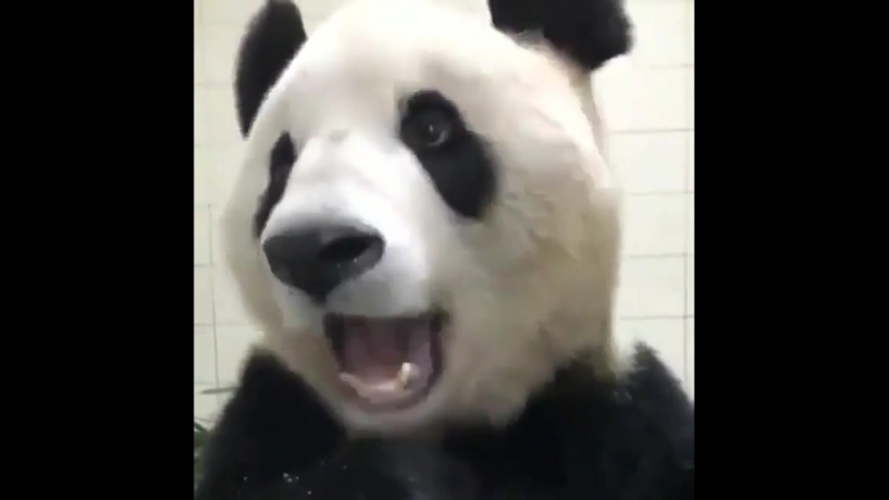 Морковные поедушки