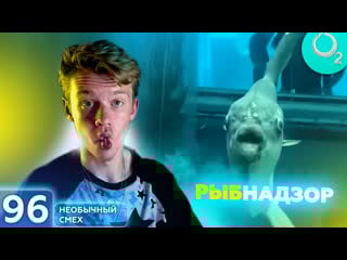 #необычныйсмех | виталик спит в будке (эпизод №96 без цензуры)