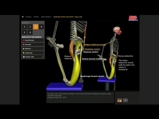 Stretching = quadriceps and ilio psoas stretch using a chair