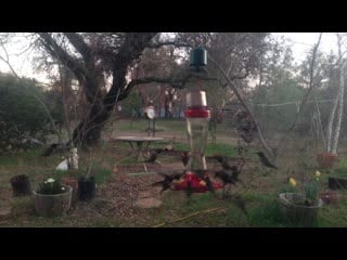 Feeding time for the hummingbirds
