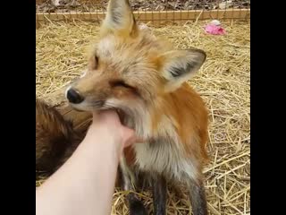 Две лисички подошли ласкаться