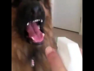 Waiting patiently for his turn to be watered after plant 💖🐕🌱