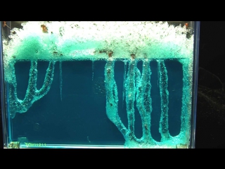 Harvester ant farm in gel time lapse 52 days