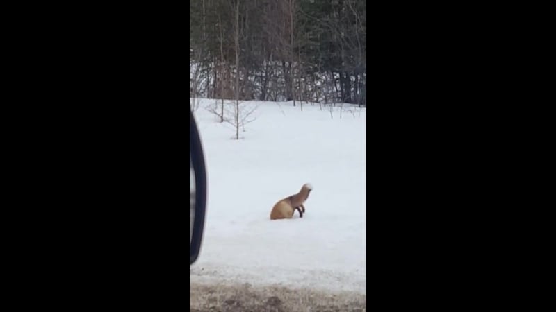 Нормальный такой прицел у лисицы