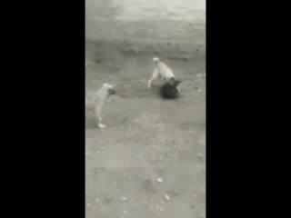 Кангал волкодав напал на другую молодые (kangal attacks another dog)