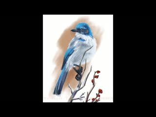 "blue bird speedpaint" in procreate