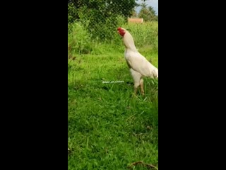 Aseel pet chickens 20200808 3 mp4