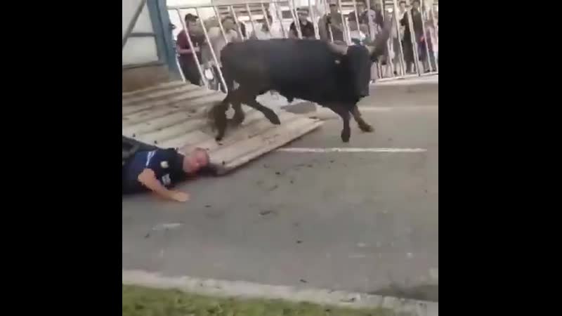 Недооценил бычка