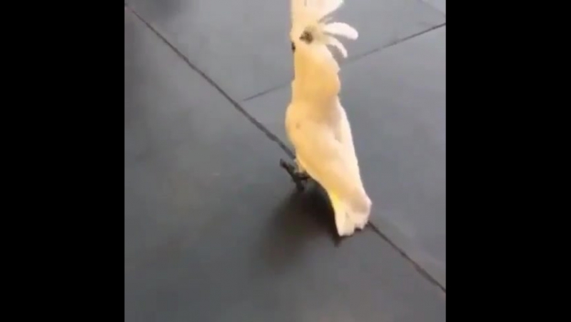 Попугай лает