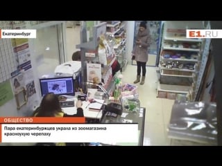 В екатеринбурге из зоомагазина похитили красноухую черепаху