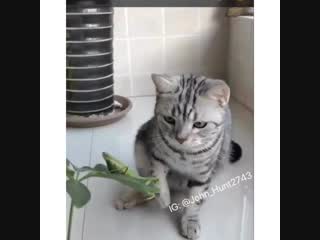 Плохая киса