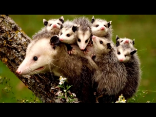 #webm tread #opossum #obossan