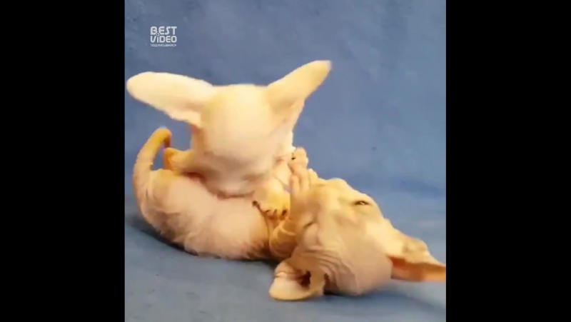 Драка двух куриных ножек