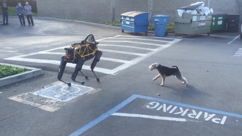 Молодые отгоняет робота boston dynamics