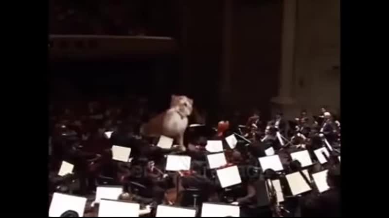 Кот дирижер