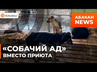 «собачий ад» в абаканском приюте