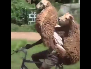 Айт кабыл болсын!