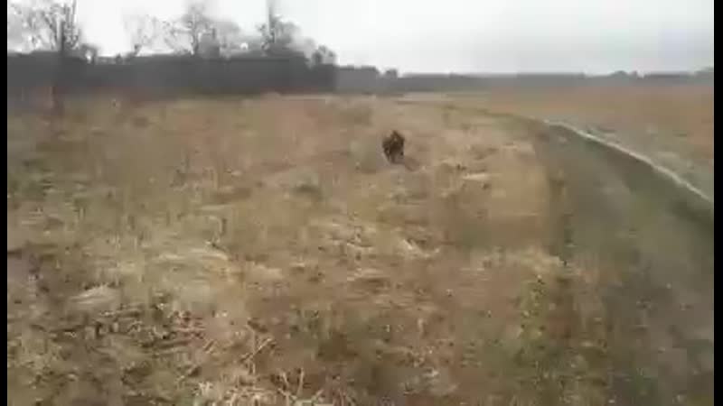 Когда утку не нашел