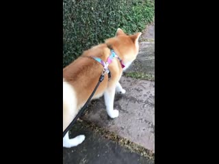 Com/shibasandakitas instagram com/akira hime akitainu