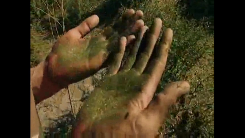 Я не хочу больше курить гашиш [480]