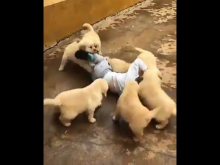 Cachorros ferozes atacam uma criança indefesa