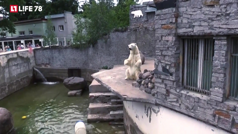 Белые медведи в ленинградском зоопарке спасаются от жары ледяными тортиками