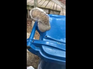 Man helps squirrel stuck in a hole in recycling bin