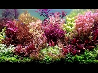 Stemstyle aquascape, belajar dutch style aquascape