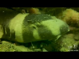 Juvenile bamboo shark at koh krock island | diving pattaya, thailand
