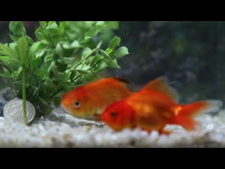 Goldfish porn videos - BEST XXX TUBE