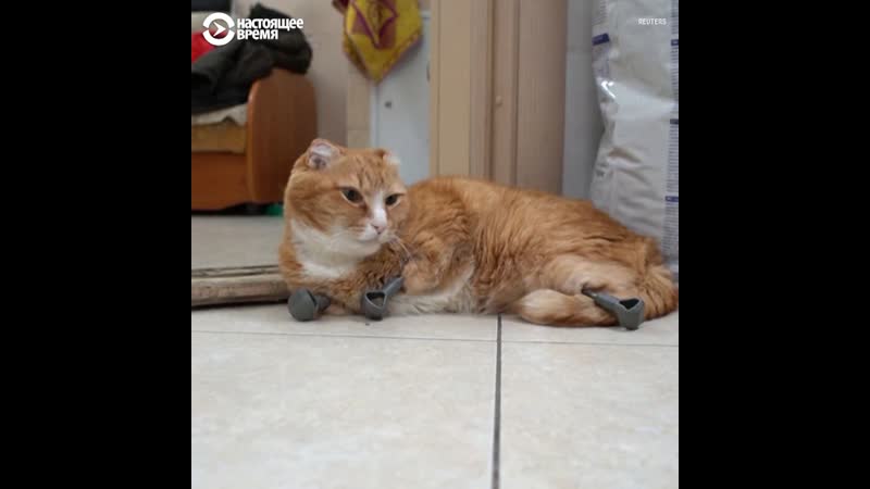 Благодаря российским ветеринарам эти котики снова могут ходить