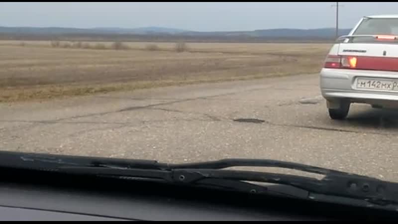 Волки в архангельском райне