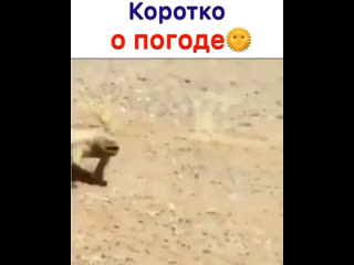 Коротко о погоде